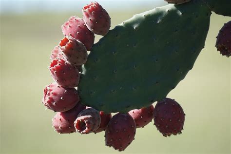 Nutritional Immunology Superfood: Cactus/Cactus Fruit