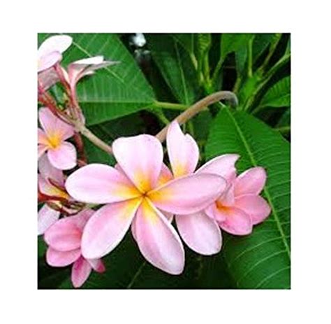 Plumeria Champa Pink Flower Plant With Pot Online Plants Flowers