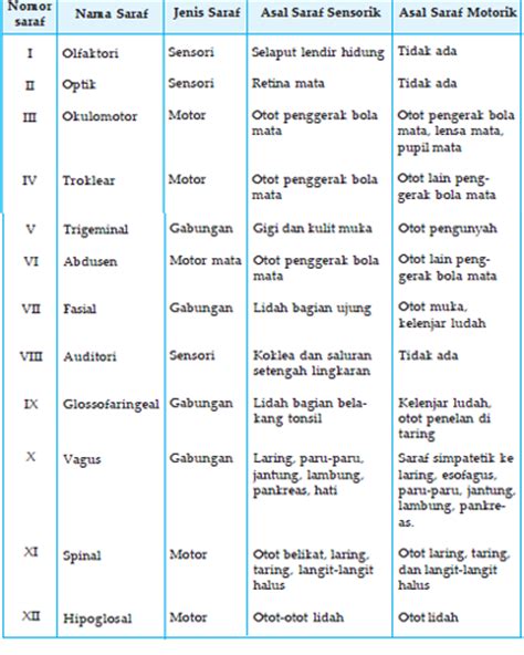 Saraf Kranial Dan Fungsinya Studyhelp