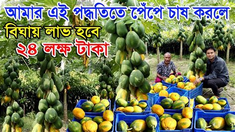 এক বিঘা জমিতে পাকা পেপে চাষ করে ২৪ লক্ষ টাকা আয় করা সম্ভব আমার এই