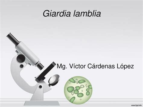 Giardia Lamblia Shadow Udocz