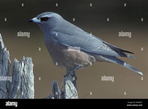 White Browed Wood Swallow White Browed Wood Swallow Songbirds