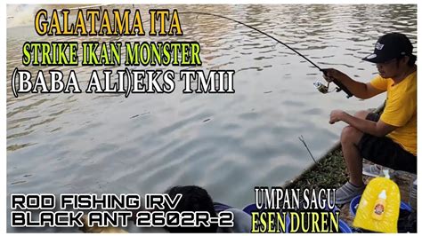 UMPAN SAGU ESEN DUREN STRIKE IKAN MONSTER GALATAMA TELAGA ITA BABA