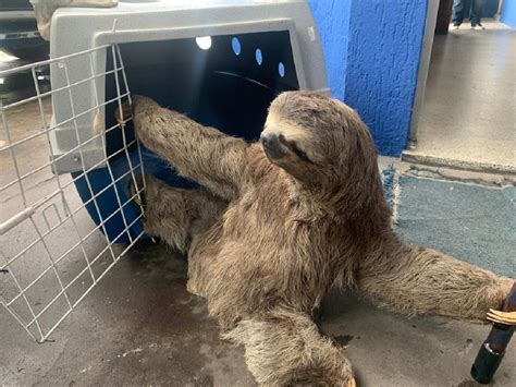 Bicho preguiça é resgatado em Bonsucesso Guarulhos Hoje