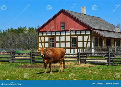 Cow Historical Schultz Farm House Stock Image Image 53797459