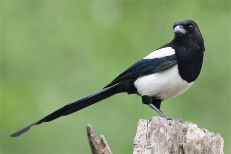 Gazza Ladra In Giardino Perch Succede E Cosa Fare