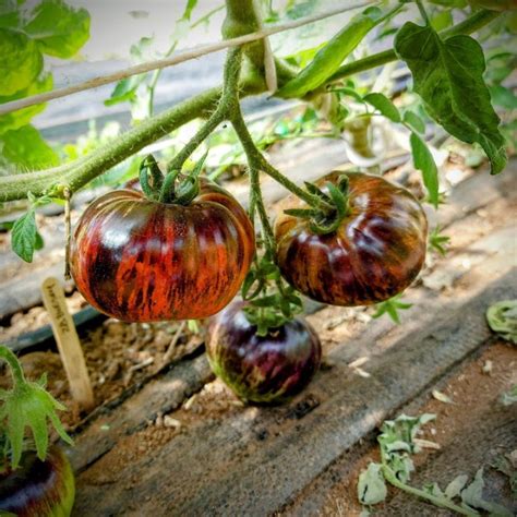 Tomate Blue Zebra Huerto Tante Puppe