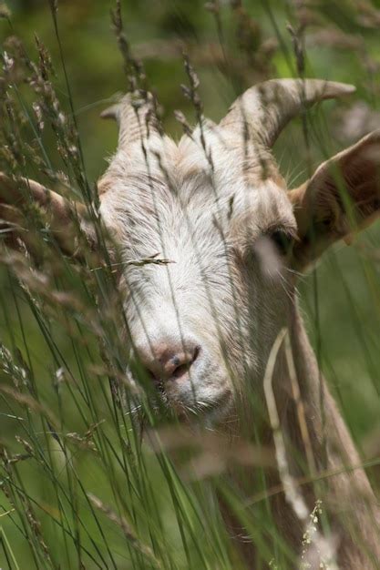 Premium Photo Goat Grazing In The Mountains