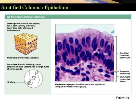 Ppt Tissues Powerpoint Presentation Free Download Id356154