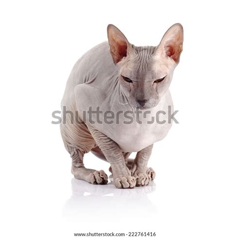 Bald Cat Cat Breed Sphinx Naked Stock Photo Shutterstock