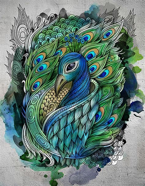 Peacock On Behance