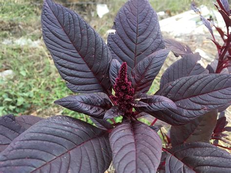 Amaranth Red Brim Seed Co