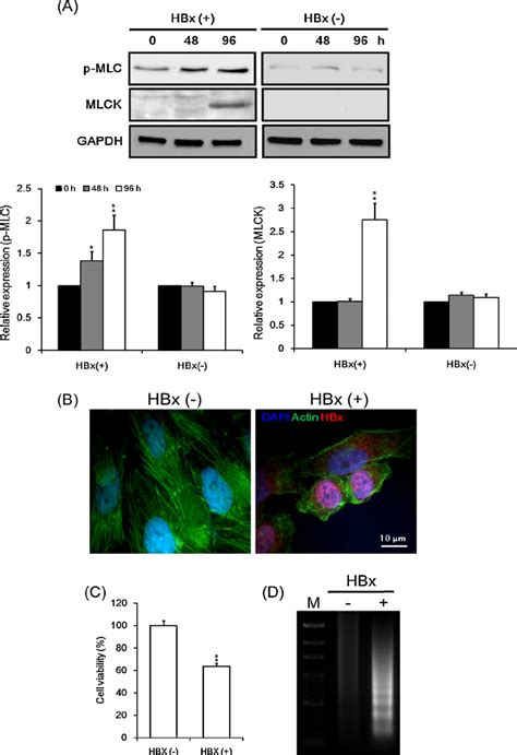 Effect Of Hbx On Mlc Phosphorylation Stress Fiber Formation And Cell