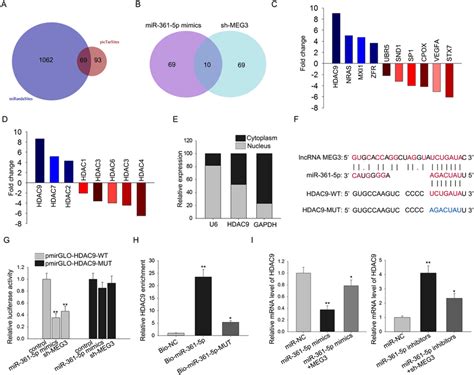 MEG3 Upregulates HDAC9 Through Competitively Binding With MiR 361 5p