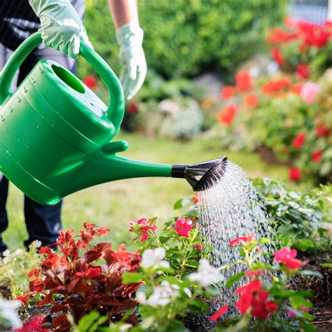 Can Any Fertiliser Be A Plant Fertiliser? - The Lawn Shed