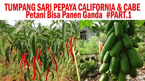 Cara Tumpang Sari Pepaya California Cabe Dalam Satu Lahan Part