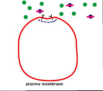 Endocytosis And Exocytosis Animation