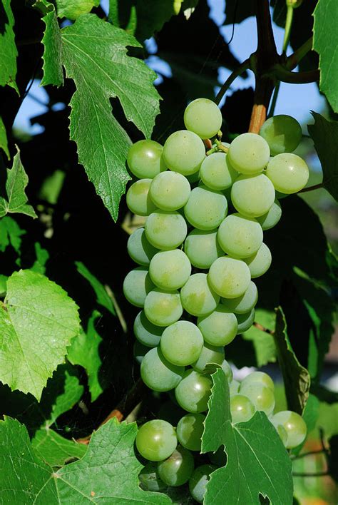 Cluster Of Unripe Concord Grapes Growing On The Vine In Full Sun