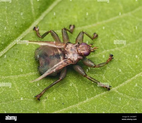 Dorsal View Of Louse Fly Stenepteryx Hirundinis Tipperary Ireland