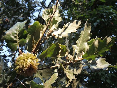 Quercus Ithaburensis Subsp Macrolepis Kotschy Hedge Yalt