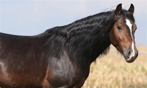 Horse Head Markings