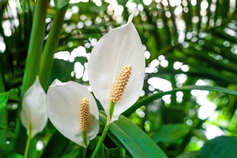 Boas Energias 7 Plantas Significado Espiritual Para Ter Em Casa