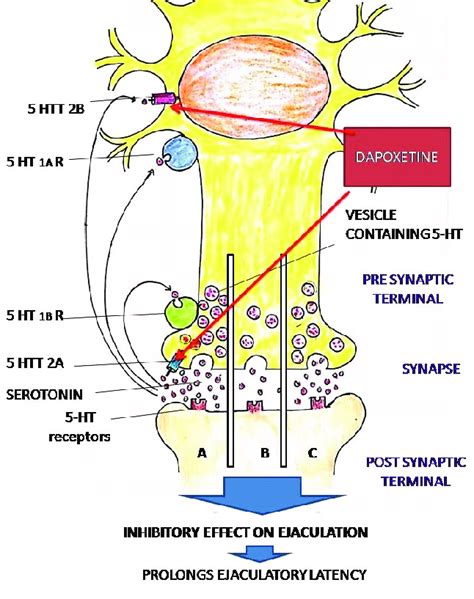 Mechanism Of Action Of Dapoxetine In PE A Synapse Showing Serotonin