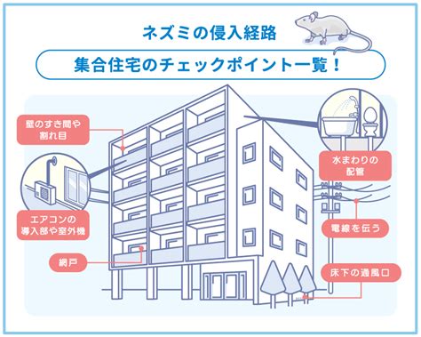 ネズミの侵入経路を特定しよう！チェック箇所解説【集合住宅も】 セーフリー