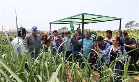 Ypfb Implementa Parcelas En Campo Para Demostrar Beneficios De La Urea