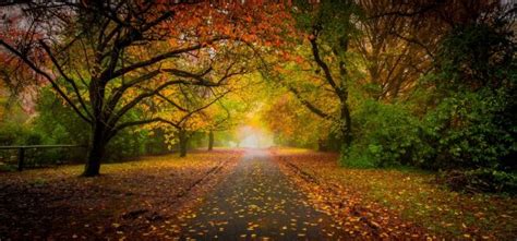 Wallpaper Sunlight Trees Forest Fall Leaves Nature Road Branch Mist Tree Autumn