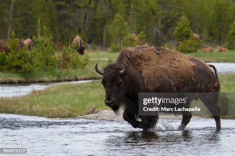 230 Bison Charge Stock Photos High Res Pictures And Images Getty Images