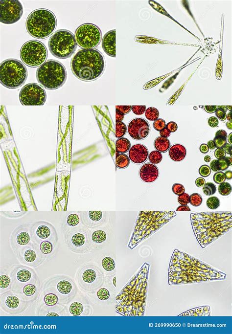 Microalgae Under Microscopic View Green Algae Cyanobacteria