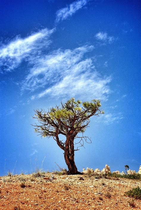 Free Images Landscape Sea Tree Nature Grass Sand Horizon Cloud