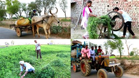 Punjab Village Village Life Of Punjabindia Indian Rural Life Rural