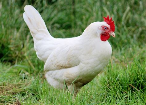 Las Razas De Gallinas M S Altas Del Mundo Gallinas Ponedoras