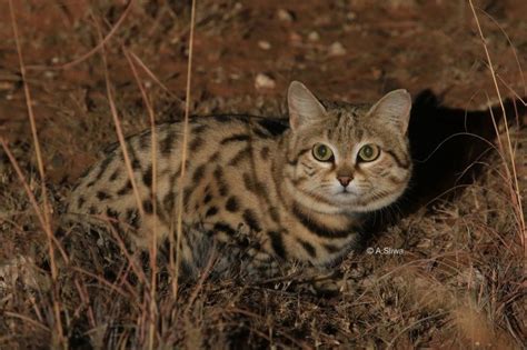 🔥 The African Black Footed Cat The Smallest Of All Wild Cats In Africa