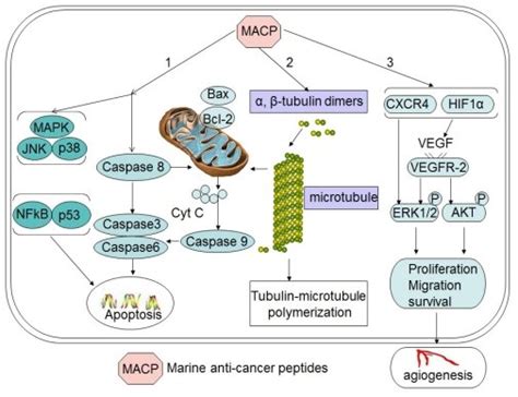 Schematic Depiction Of Major Mechanisms For Major Antitumor Peptides