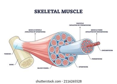 Human Skeleton Labelled Photos and Images | Shutterstock