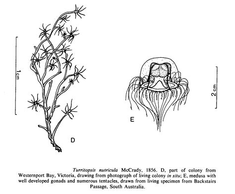 Turritopsis Nutricula McCrady 1857