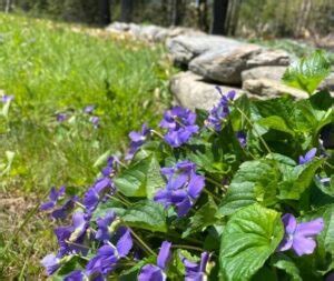 Violet Tincture How To Make And Use It S My Sustainable Life