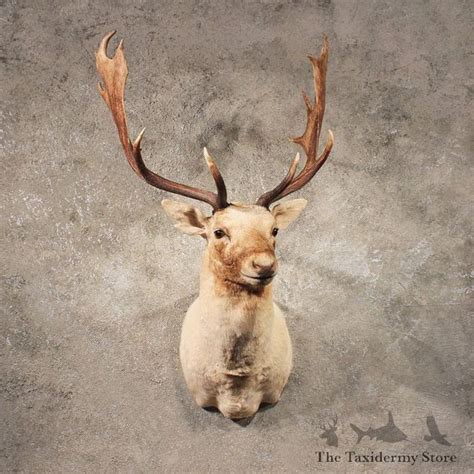 White Fallow Deer Mount 11095 The Taxidermy Store