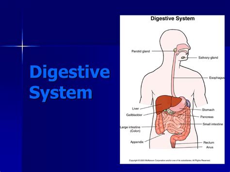 Ppt Digestive System Powerpoint Presentation Free Download Id 1711148