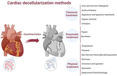 Ijms Free Full Text Decellularized Extracellular Matrix Scaffolds