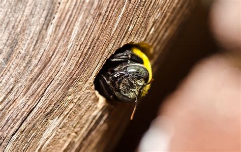 Carpenter Bees In Elizabeth City Nc Albemarle Termite And Pest Control