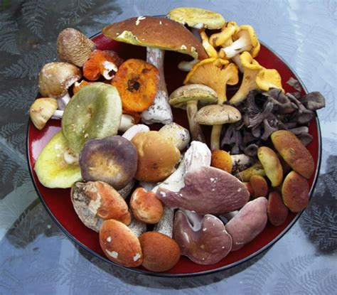 Wild Mushrooms Have Arrived at Le Gavroche! - Good Life Vancouver