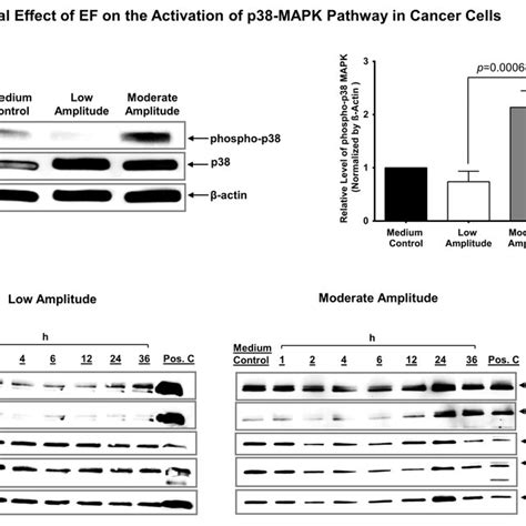 Electric Field Modulates The P38 Mapk Activity In Cancer Cells Western