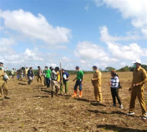 Tanam Jagung Perdana Di Food Estate Bupati Sumba