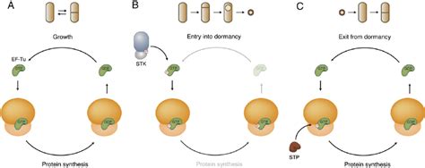 Regulation Of Protein Synthesis By Reversible Phosphorylation Of Ef Tu