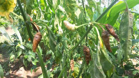 Foto Tanaman Cabai Rusak Petani Gagal Panen Pasokan Cabai Nasional