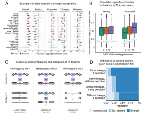 Observed allelic imbalance in chromatin accessibility data. | Download ...